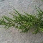 Chenopodium ambrosioides 葉