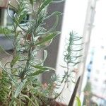 Lavandula latifolia Leht