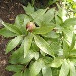 Paeonia mascula Kvet