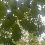 Quercus shumardii Frunză