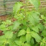 Urtica massaica Leaf