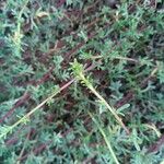 Salsola soda Hoja