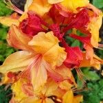 Rhododendron calendulaceum Flor