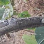 Butea monosperma Coajă