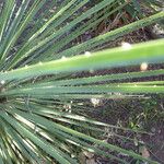 Dasylirion texanum Leaf