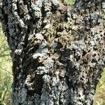 Prosopis caldenia बार्क (छाल)