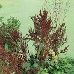 Rumex hydrolapathum Φρούτο