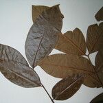 Cassia spruceana