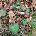 Geum canadense Blad