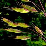 Bromus commutatus Flower