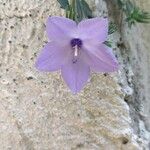 Campanula fragilis Kvet