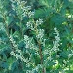 Artemisia vulgaris Λουλούδι