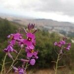 Moricandia moricandioides Flor