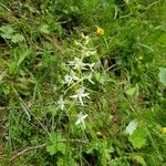 Platanthera bifoliaBloem