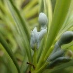 Podocarpus novae-caledoniae Flower