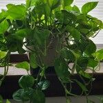 Epipremnum aureum অভ্যাস