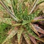 Aloe lateritia पत्ता