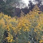 Solidago altissima Blatt