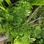 Mutellina adonidifolia 葉