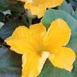 Cucurbita maximaFlower