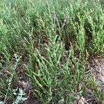 Salicornia perennis Leaf