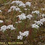 Iberis procumbens Habitat