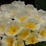 Lantana canescens Цвят
