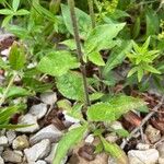 Silene viridiflora Folha