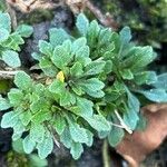 Kernera saxatilis Leaf