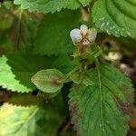 Picria fel-terrae Flower