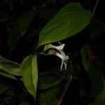 Maranta arundinacea Flor