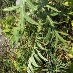 Cirsium eriophorum Feuille