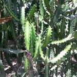 Euphorbia triangularis Leaf