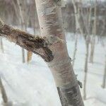 Betula ermanii Corteccia