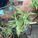 Aloe macrocarpa Blatt