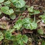 Saxifraga stolonifera Blad