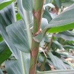 Hedychium flavescens Φλοιός