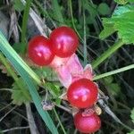 Rubus saxatilis 果實