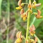 Crotalaria lanceolata Lorea