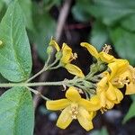 Lysimachia vulgaris Flor