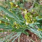 Sisyrinchium striatum Staniste