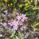 Centaurium littorale Květ