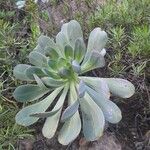 Aeonium pseudourbicum Leaf