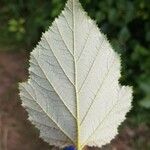 Rubus tricolor Leaf