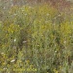 Tanacetum annuum Habit