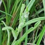 Gutenbergia rueppellii Hoja