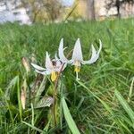 Erythronium oregonum Blüte