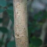 Calliandra tergemina Rhisgl