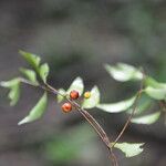 Eugenia oerstediana Fruit