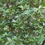 Myrsine citrifolia Plante entière